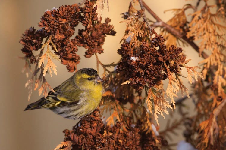 Eurasian Siskin by Mateusz Piesiak wall art