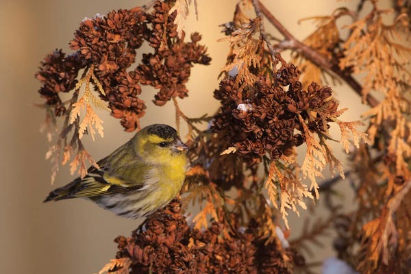 Mateusz Piesiak: Eurasian Siskin by Mateusz Piesiak