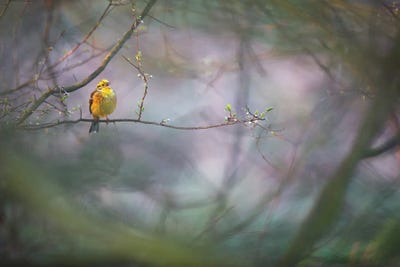Yellowhammer I by Mateusz Piesiak framed canvas print