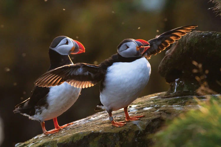 Puffins by Mateusz Piesiak wall art