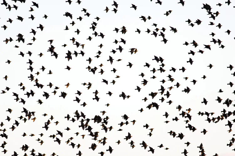 Starlings by Mateusz Piesiak wall art