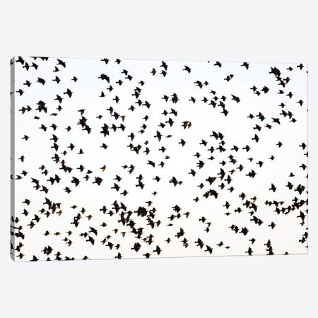 Starlings Canvas Print #MTU71} by Mateusz Piesiak Canvas Wall Art
