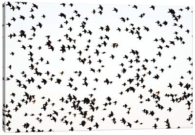 Starlings Canvas Art Print - Mateusz Piesiak