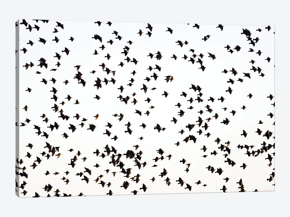 Starlings by Mateusz Piesiak 1-piece Canvas Artwork