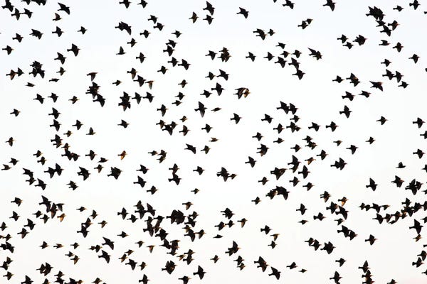 Mateusz Piesiak: Starlings by Mateusz Piesiak