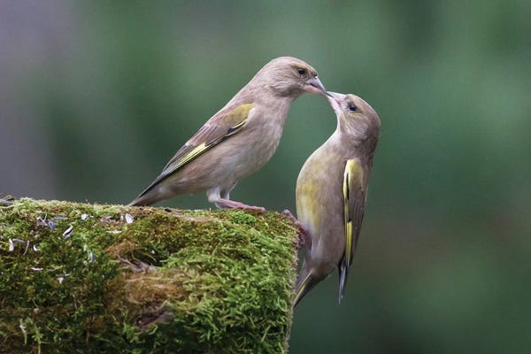 Mateusz Piesiak: Kiss Me by Mateusz Piesiak