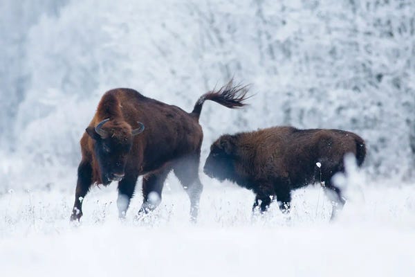 Mateusz Piesiak: The Quarrel by Mateusz Piesiak