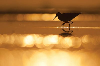 Sunrise Sparkles by Mateusz Piesiak canvas print