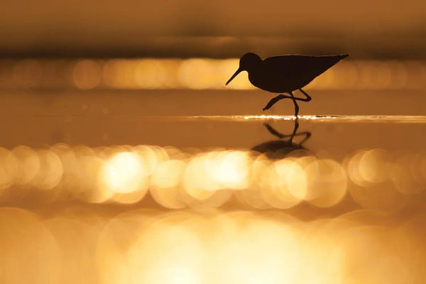 Mateusz Piesiak: Sunrise Sparkles by Mateusz Piesiak