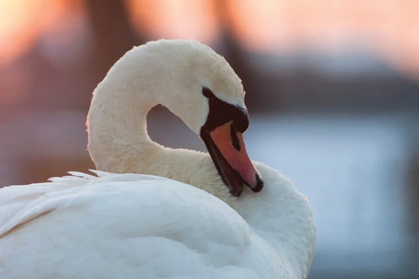 Mateusz Piesiak: Portrait Of The Mute Swan by Mateusz Piesiak