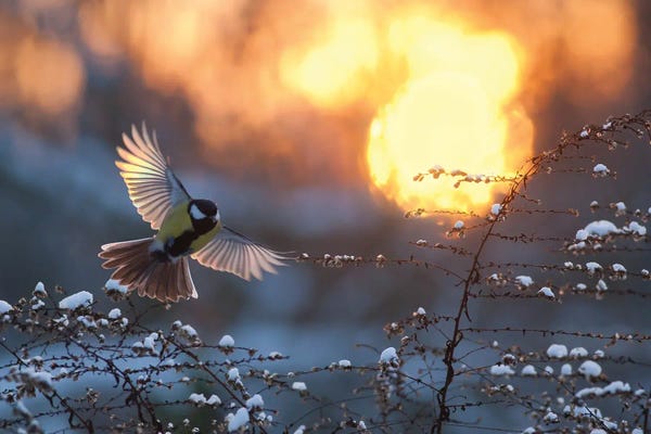 Mateusz Piesiak: Landing At Sunset by Mateusz Piesiak