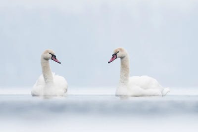 Swans In White by Mateusz Piesiak canvas print