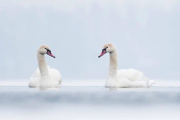 Swans In White