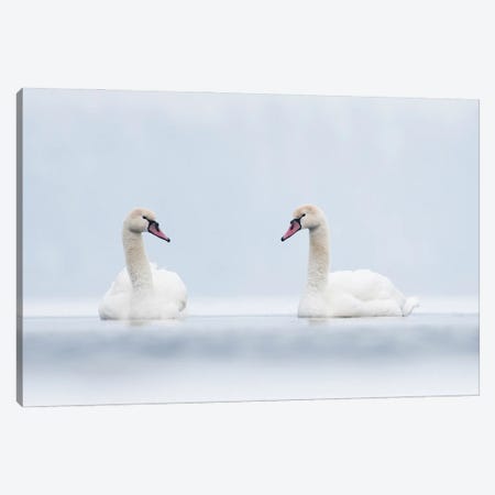 Swans In White Canvas Print #MTU80} by Mateusz Piesiak Canvas Print