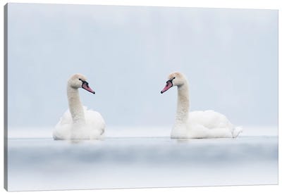 Swans In White Canvas Art Print - Mateusz Piesiak