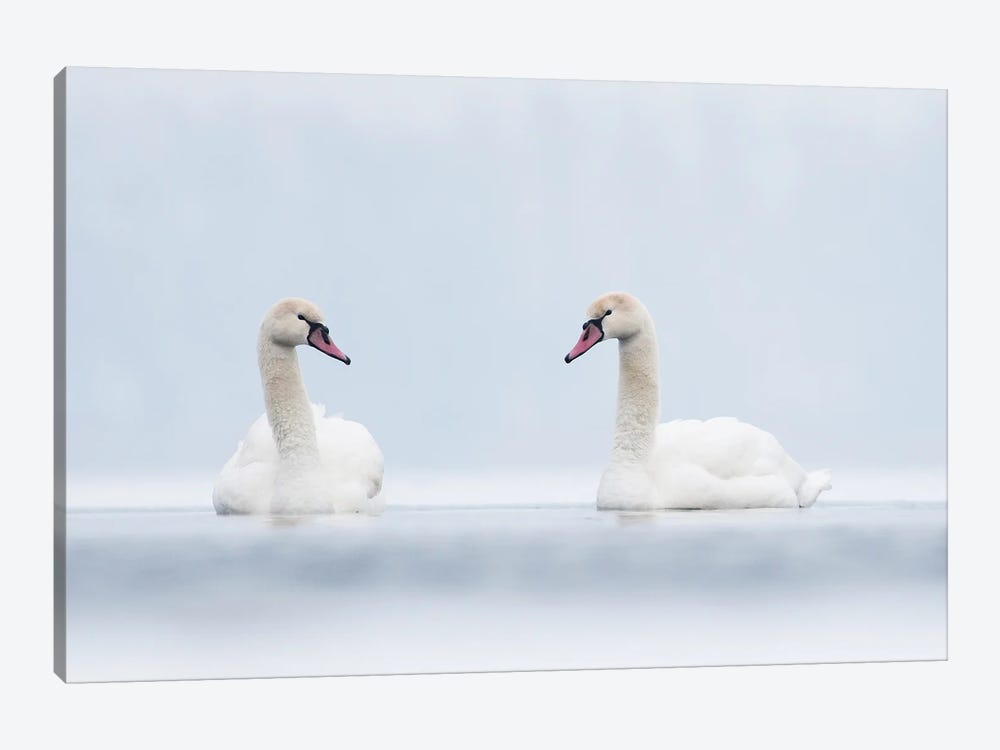 Swans In White by Mateusz Piesiak 1-piece Canvas Wall Art