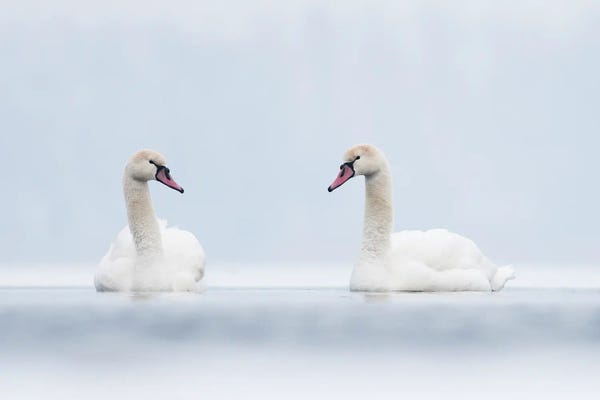 Mateusz Piesiak: Swans In White by Mateusz Piesiak