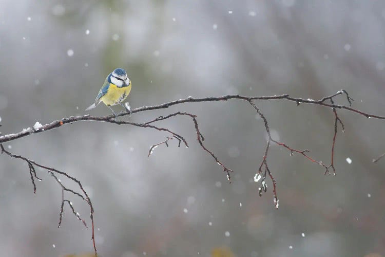 Blue Tit In Winter