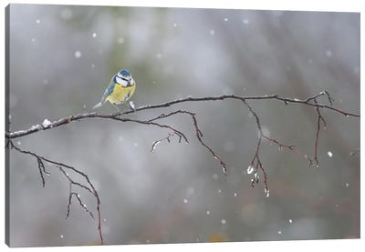 Blue Tit In Winter Canvas Art Print - Mateusz Piesiak