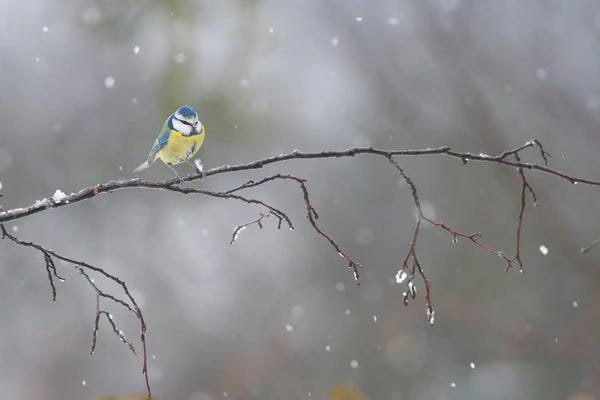 Mateusz Piesiak: Blue Tit In Winter by Mateusz Piesiak