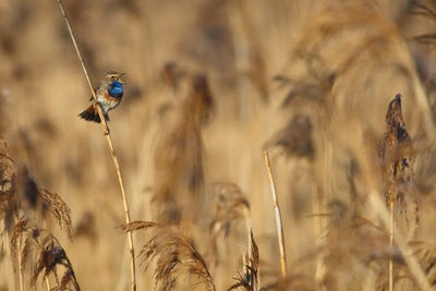 Bluethroat by Mateusz Piesiak framed canvas print