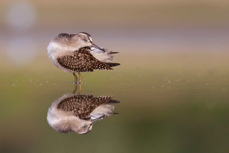 Preening Time