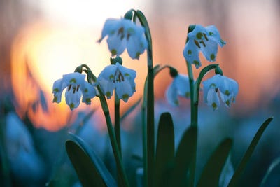 Spring Snowflake by Mateusz Piesiak framed canvas print