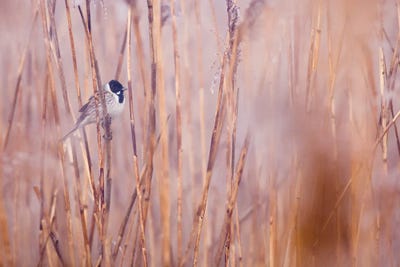 In The Reeds II by Mateusz Piesiak framed canvas print