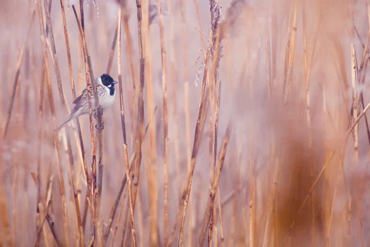 In The Reeds II