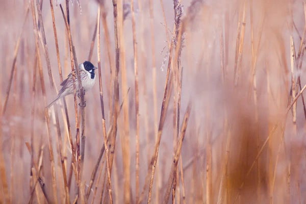 Grasses: In The Reeds II by Mateusz Piesiak