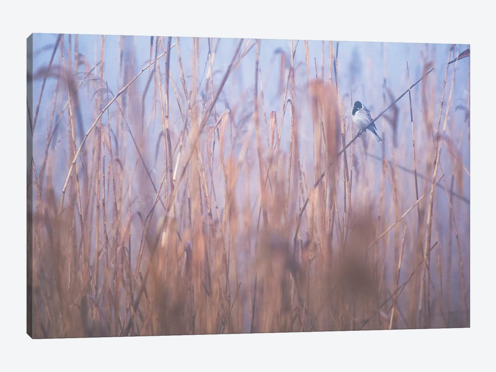 In The Reeds III by Mateusz Piesiak 1-piece Canvas Print