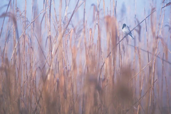 Mateusz Piesiak: In The Reeds III by Mateusz Piesiak