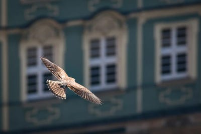 Above The City by Mateusz Piesiak canvas print