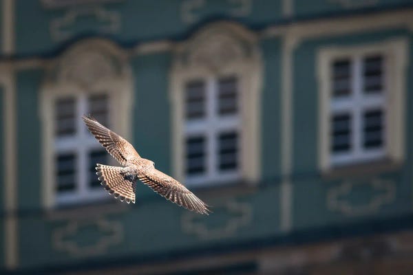 Mateusz Piesiak: Above The City by Mateusz Piesiak