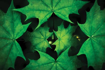 Fractals by Mateusz Piesiak framed canvas print