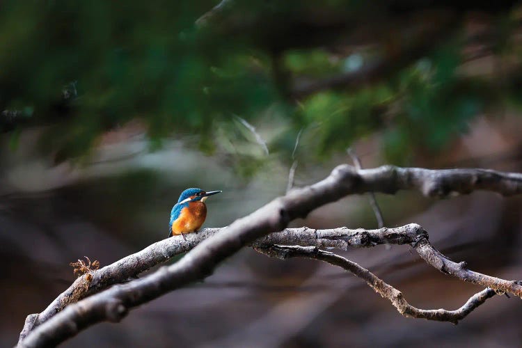 Kingfisher by Mateusz Piesiak wall art