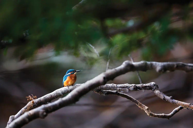 Kingfisher