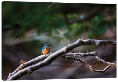 Kingfisher Canvas Art Print - Mateusz Piesiak