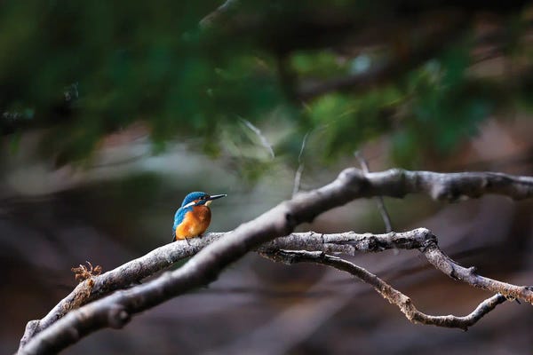 Kingfishers: Kingfisher by Mateusz Piesiak