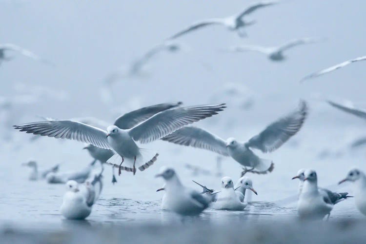 Gulls In The Fog