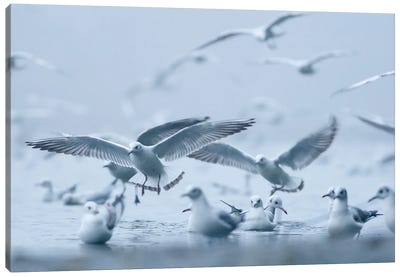 Gulls In The Fog Canvas Art Print - Mateusz Piesiak