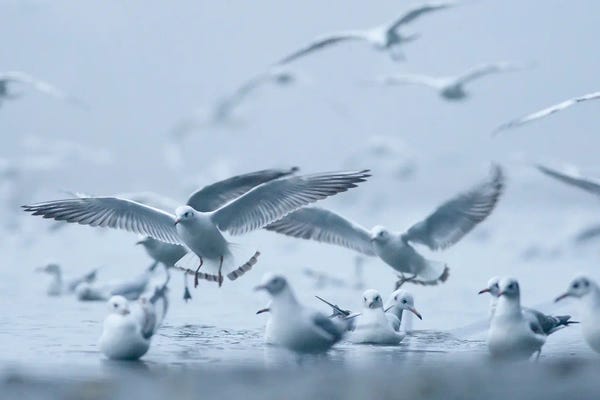 Gulls In The Fog