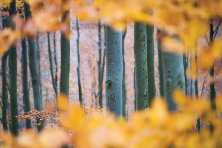 Autumn Beech