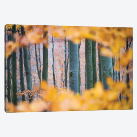 Autumn Beech Canvas Print #MTU91} by Mateusz Piesiak Canvas Wall Art