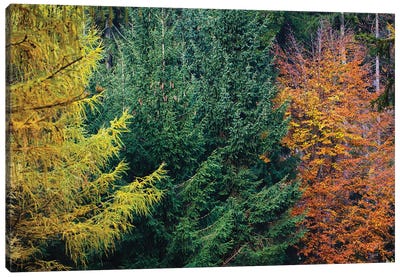 Autumn Colors Canvas Art Print - Mateusz Piesiak