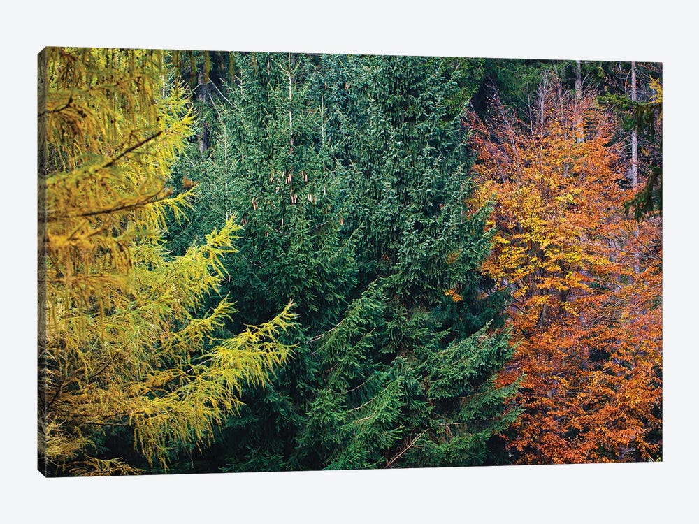 Autumn Colors by Mateusz Piesiak 1-piece Canvas Print