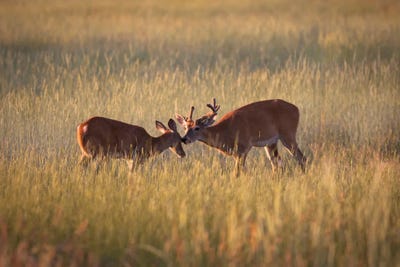 Curiosity by Mateusz Piesiak framed canvas print