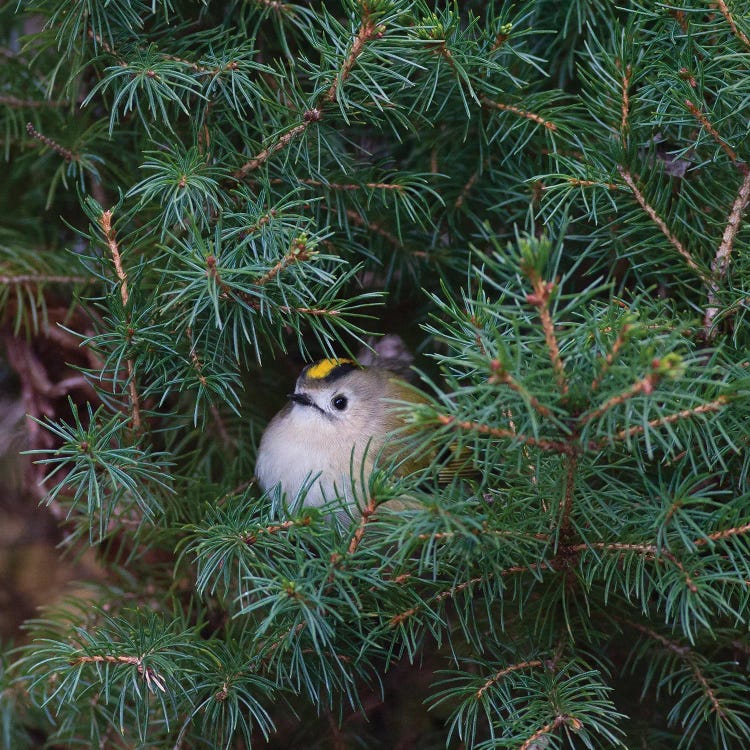 Little Bird In A Big World
