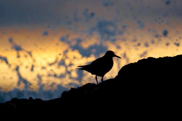 Sandpiper At Sunset