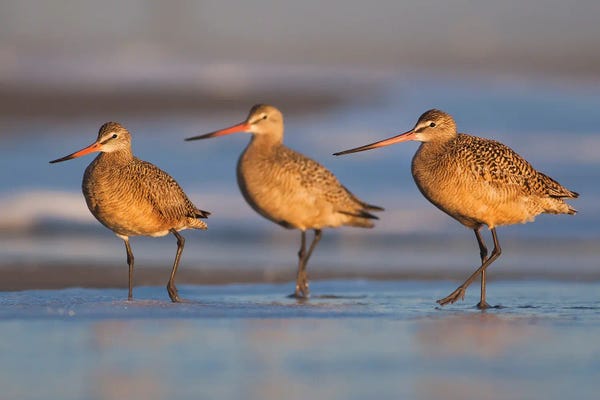 Mateusz Piesiak: Three Musketeers by Mateusz Piesiak